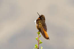 Image of White-tufted Sunbeam