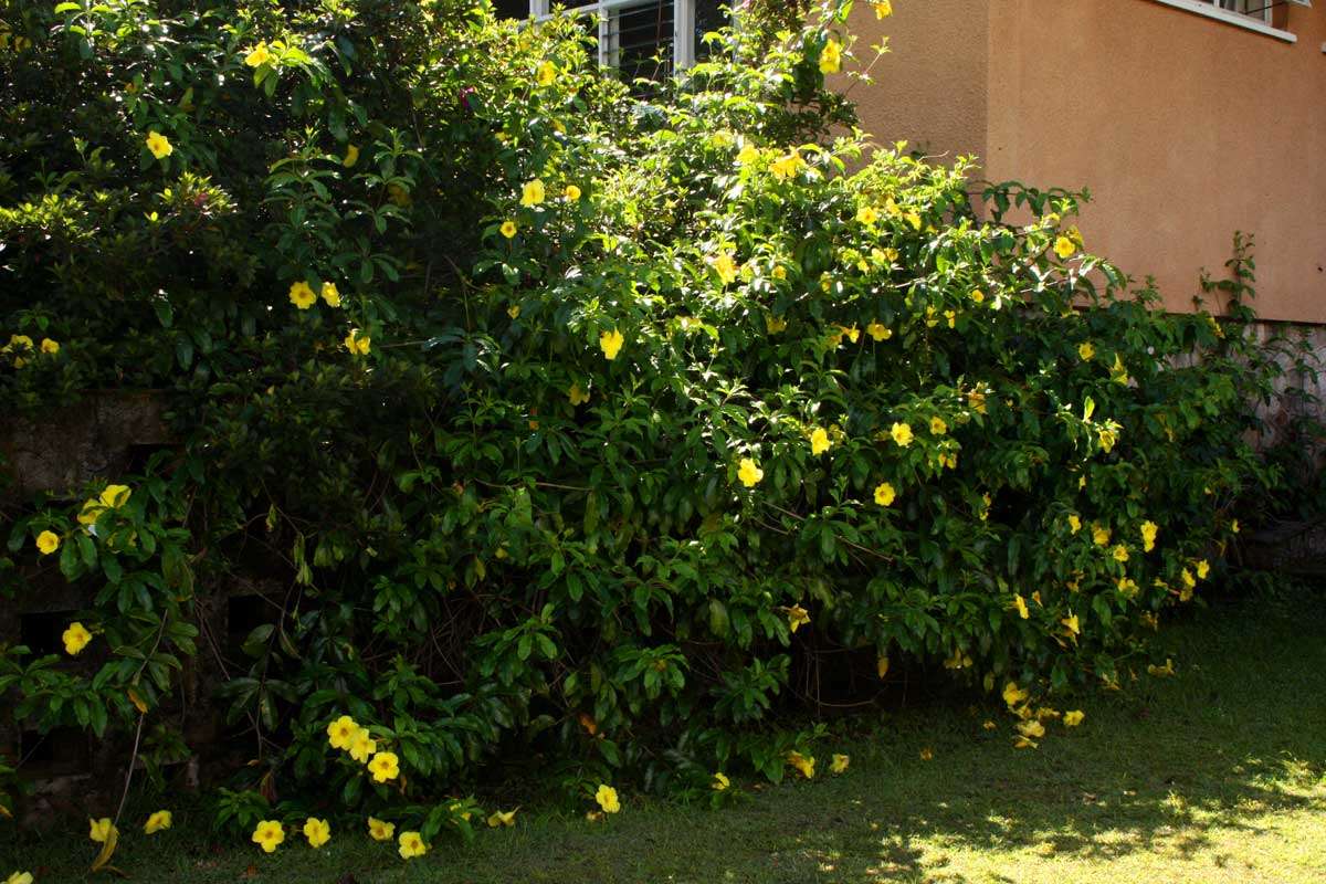 Image of Golden Trumpet or Buttercup Flower