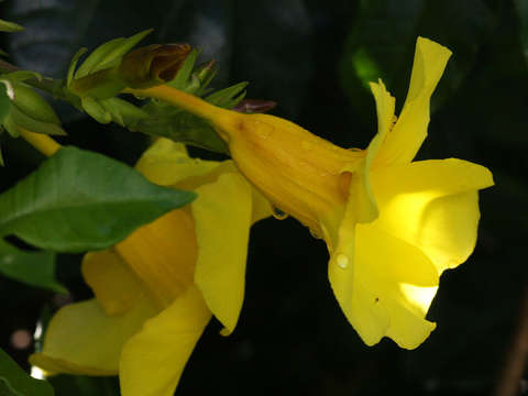 Image of Golden Trumpet or Buttercup Flower