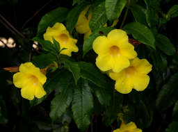 Image of Golden Trumpet or Buttercup Flower