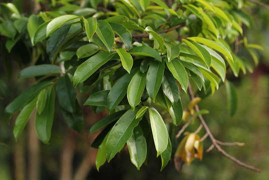 Image of custard apples