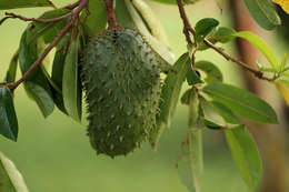 Image of Annona