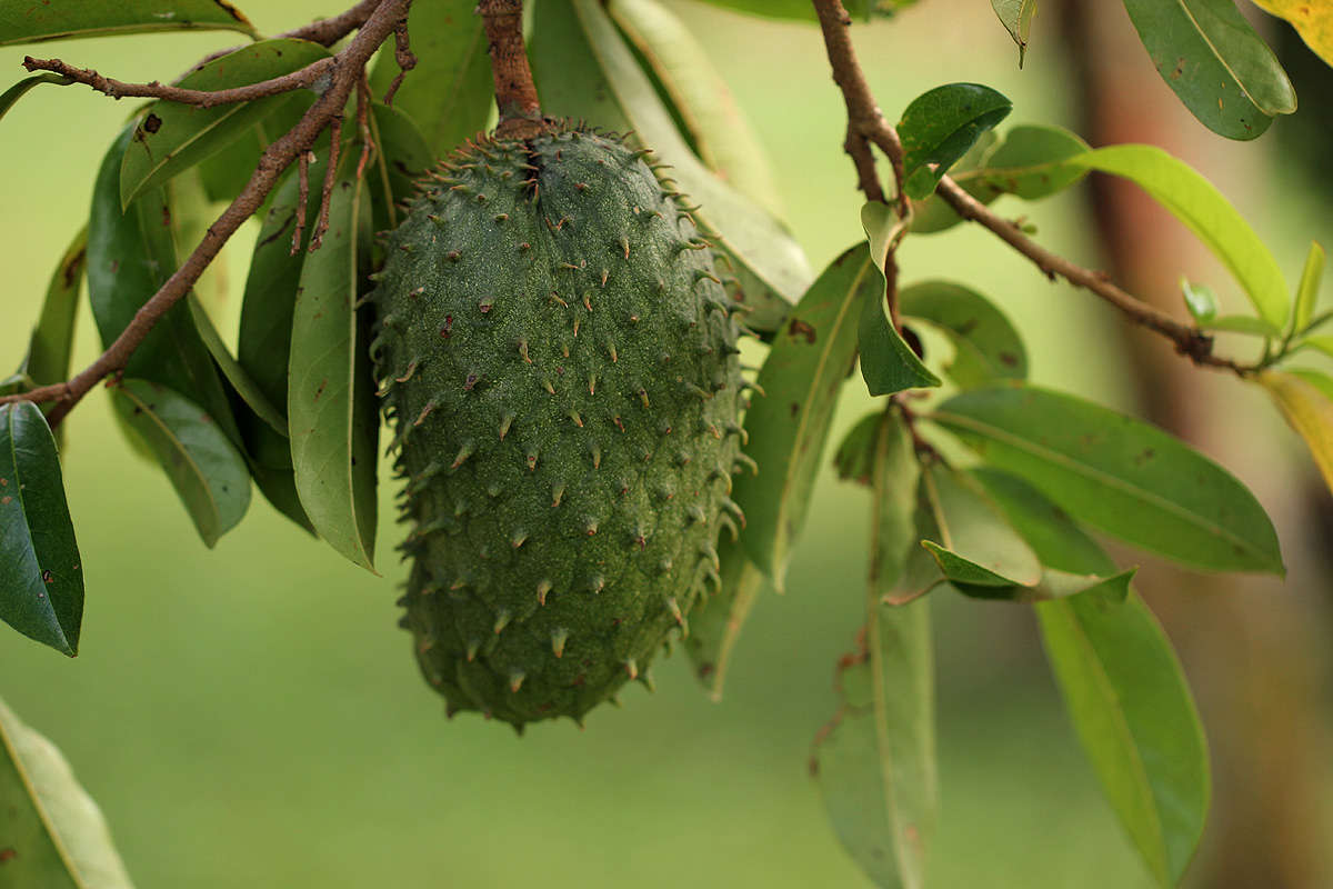 Sivun Annona kuva