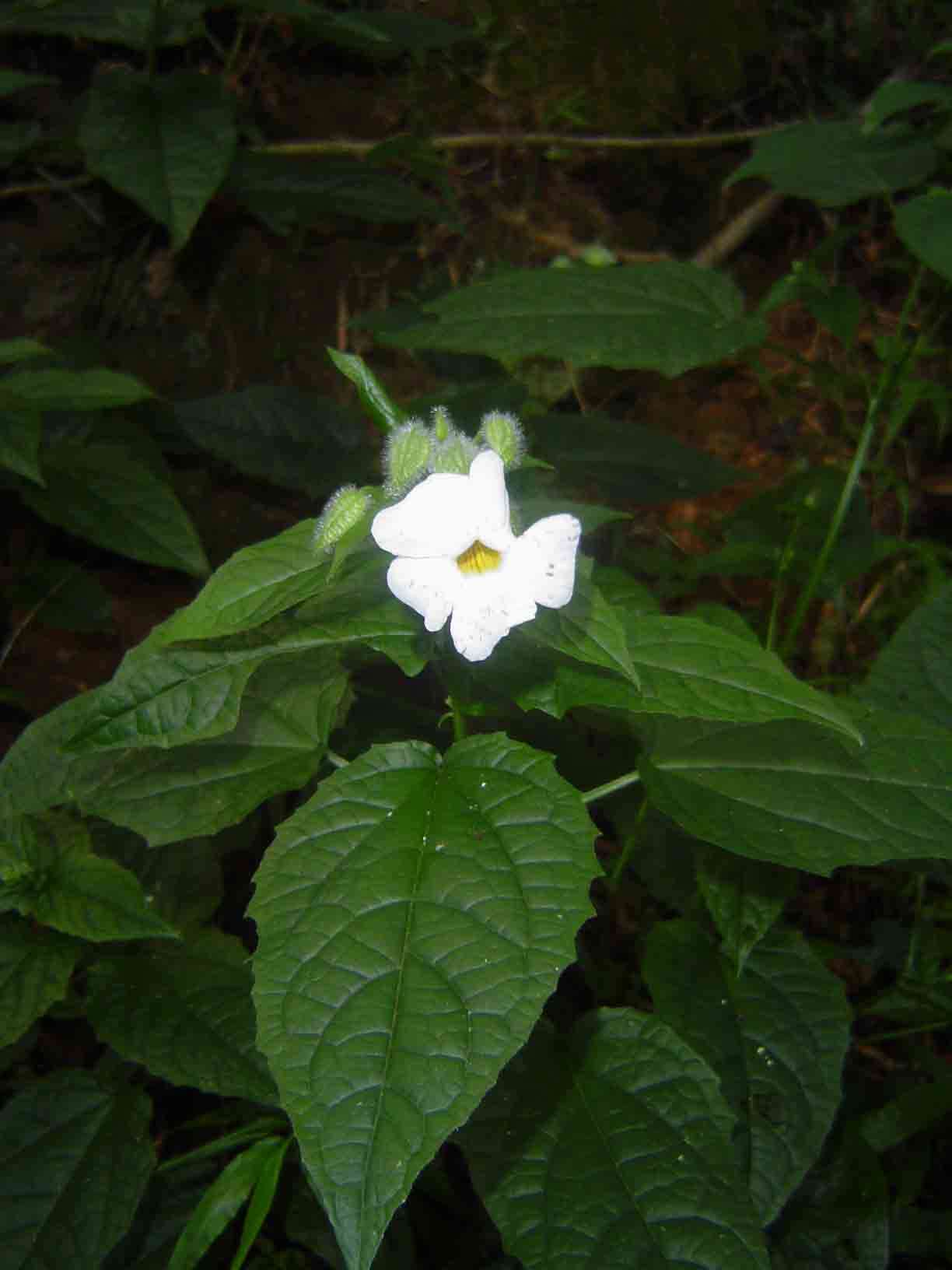 Image of Thunbergia usambarica Lindau