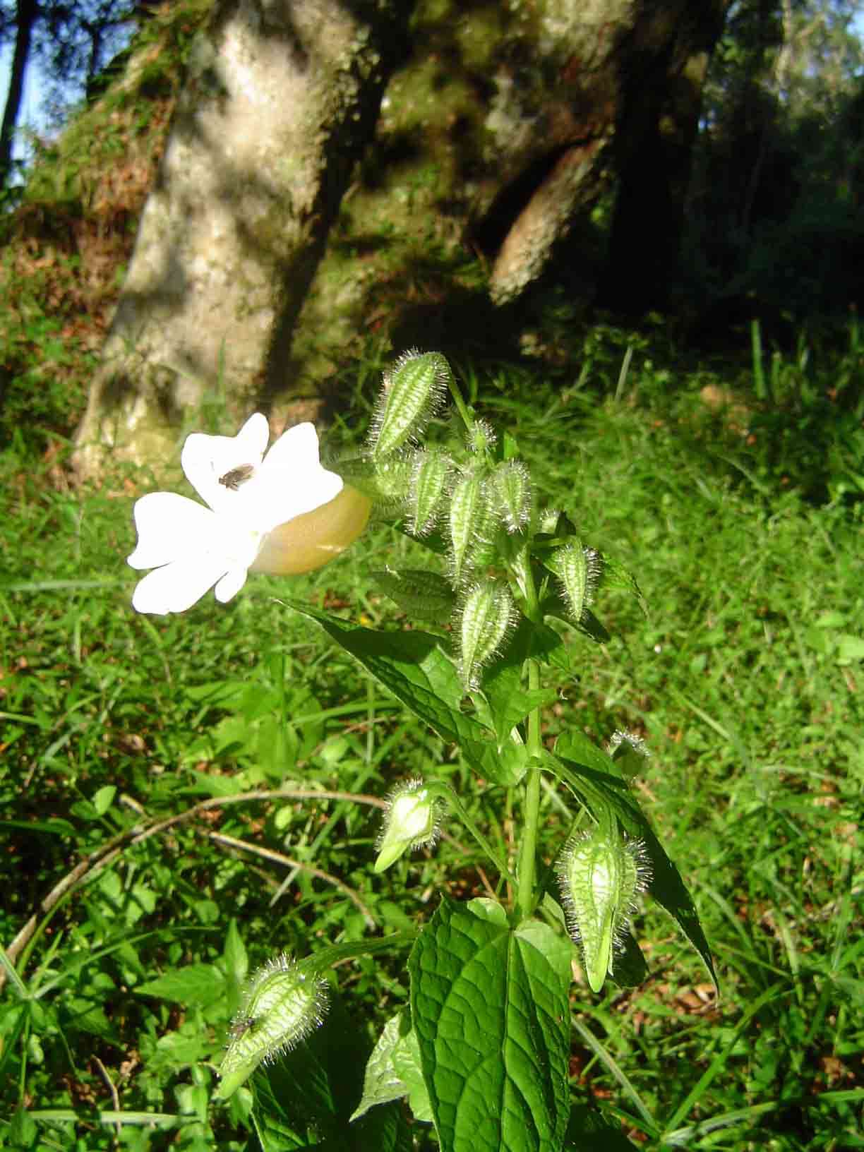 Image of Thunbergia usambarica Lindau