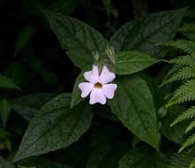 Image of Thunbergia usambarica Lindau