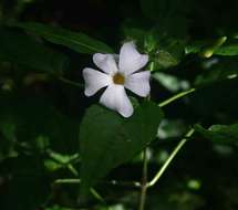 Image of Thunbergia usambarica Lindau