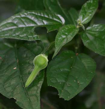 Image of Thunbergia usambarica Lindau