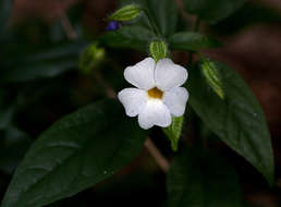 Image of Thunbergia usambarica Lindau