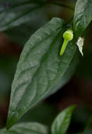 Image of Thunbergia usambarica Lindau