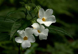 Image of Thunbergia usambarica Lindau