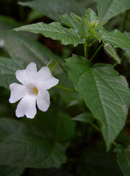 Image of Thunbergia usambarica Lindau