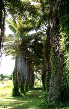 Image of oil palm