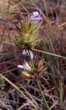 Image of Dicliptera carvalhoi Lindau