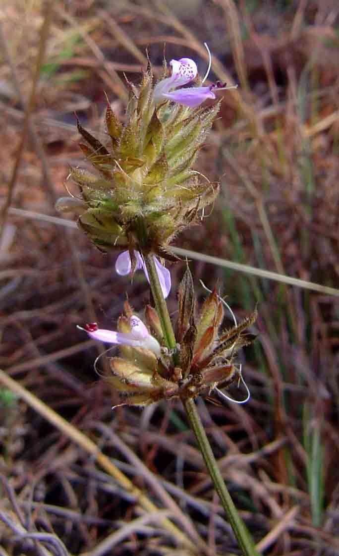 صورة Dicliptera carvalhoi Lindau