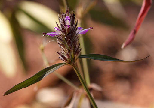 Image de Dicliptera carvalhoi Lindau