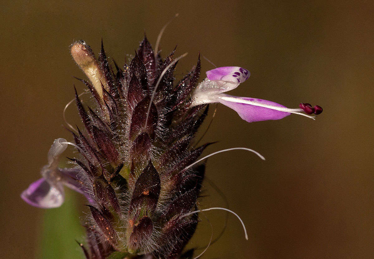 Image de Dicliptera carvalhoi Lindau