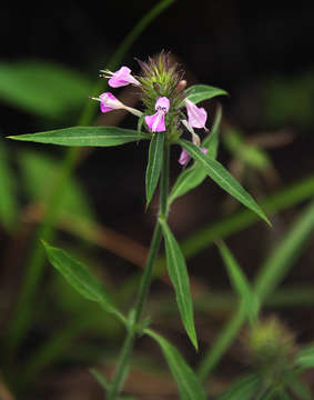 Image of Dicliptera carvalhoi Lindau