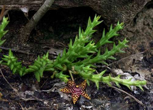 Image de Ceropegia halipedicola (L. C. Leach) Bruyns