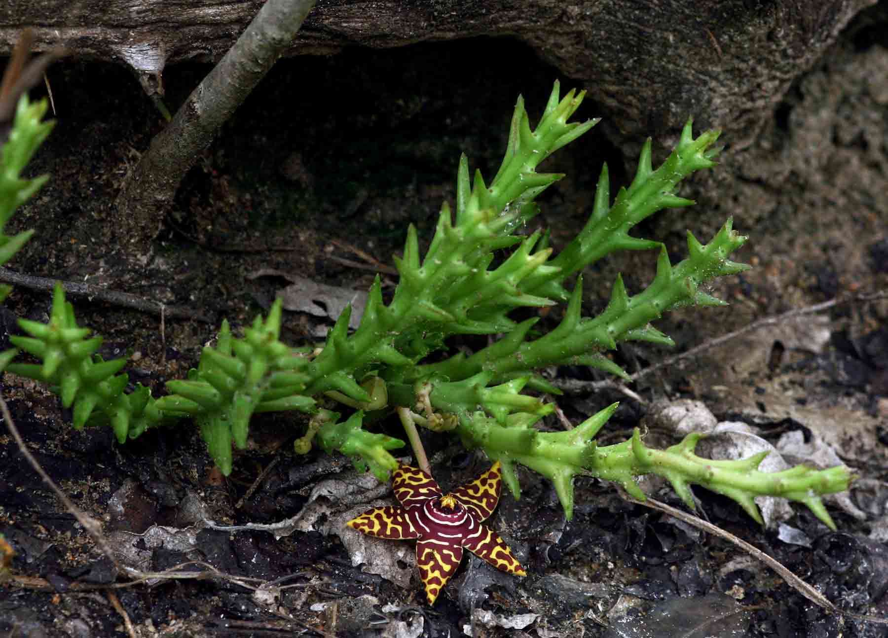 Image of Ceropegia halipedicola (L. C. Leach) Bruyns