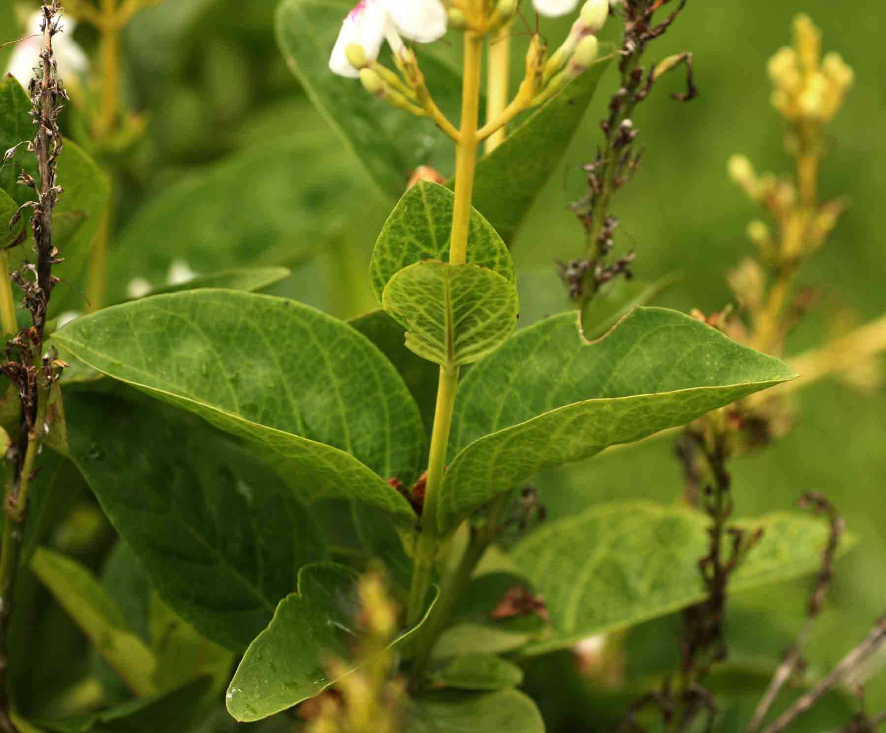 Pseuderanthemum resmi