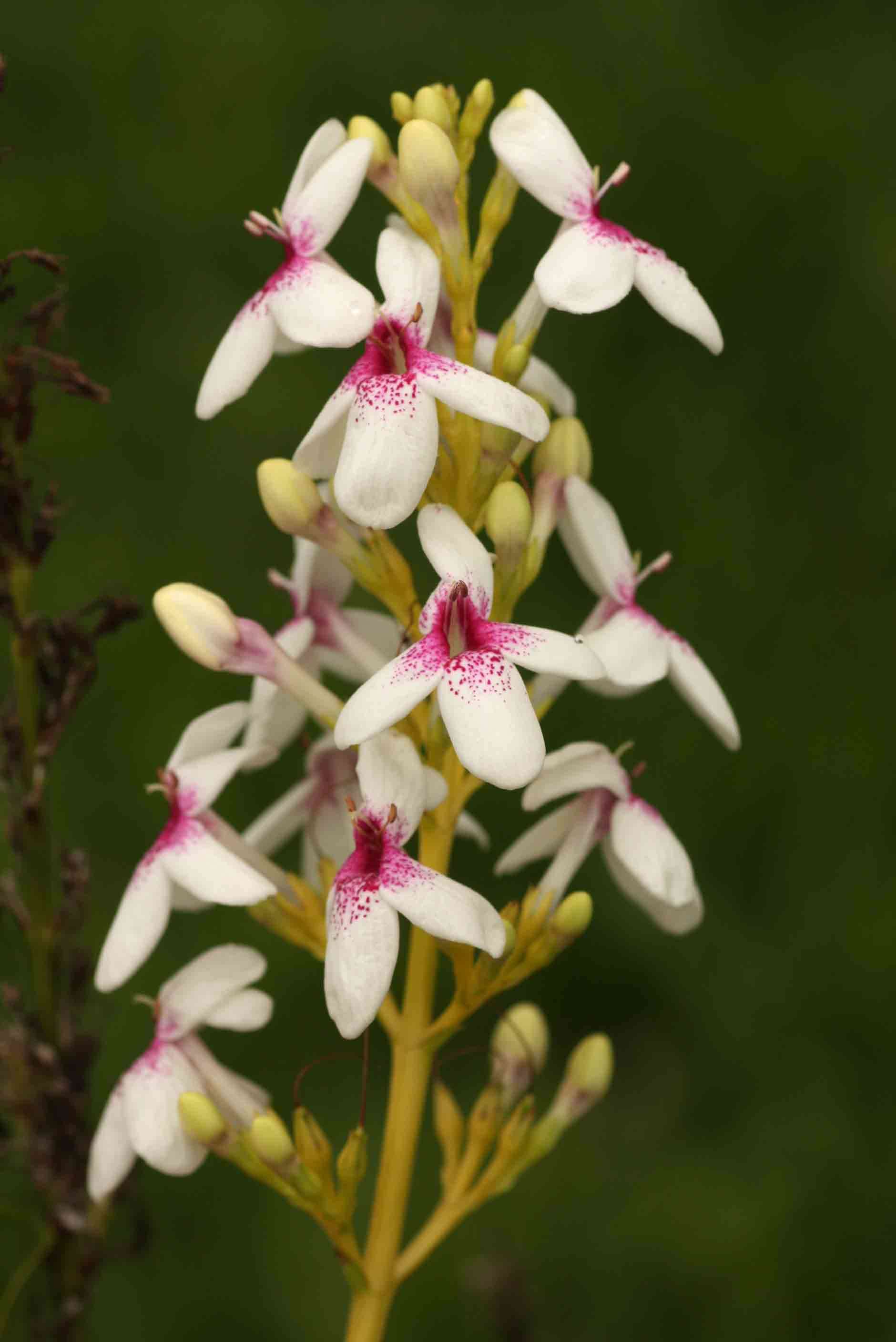 Pseuderanthemum resmi