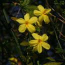 Imagem de Jasminum nudiflorum Lindl.