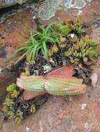 Image of Aloe suprafoliata Pole-Evans