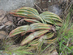 Image of Aloe suprafoliata Pole-Evans