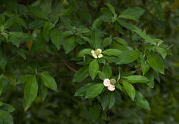 Image of dogwoods