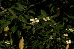 Image of dogwoods