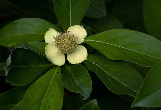 Image of Dogwoods