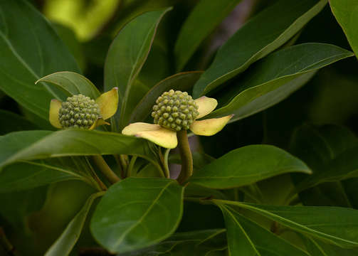 Image of Dogwoods