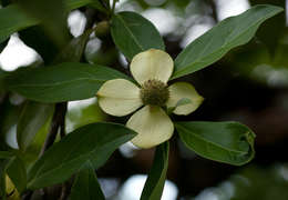 Image of dogwoods