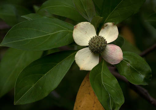 Image of Dogwoods