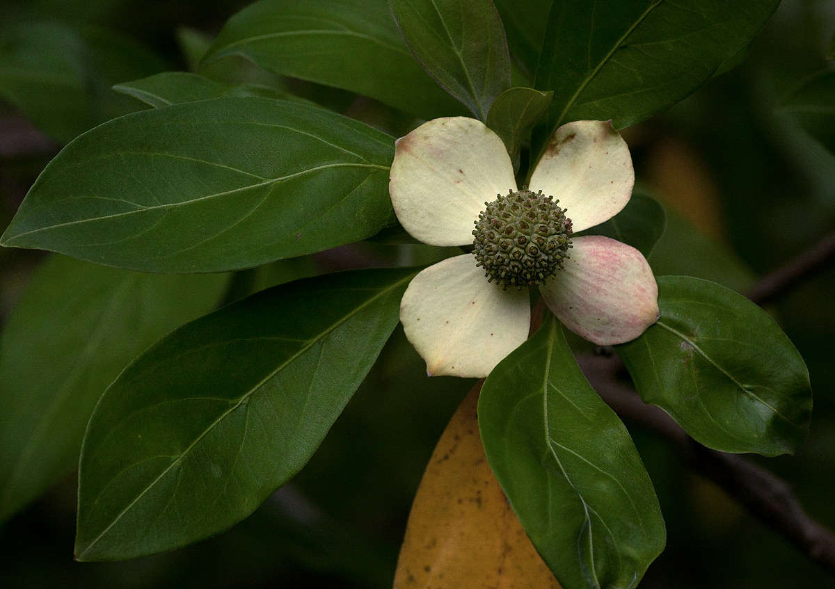 Image of dogwoods