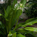 Image of Mangrove lily