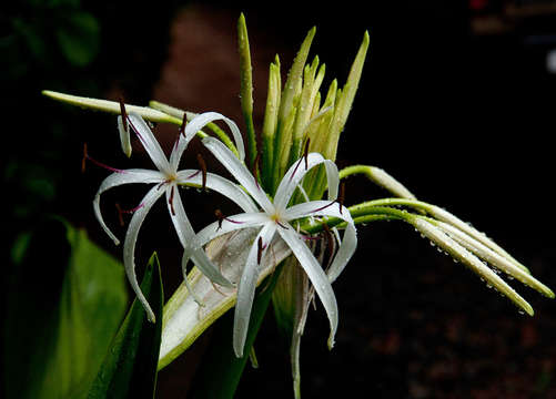 Imagem de Crinum asiaticum L.