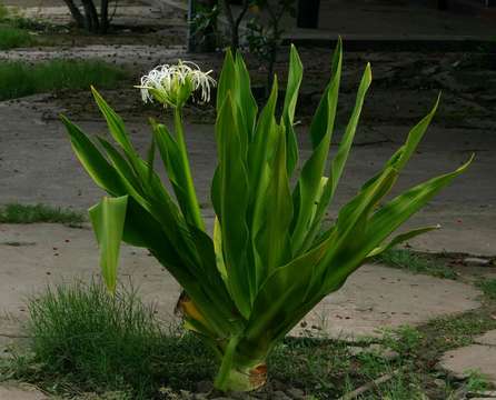 Imagem de Crinum asiaticum L.