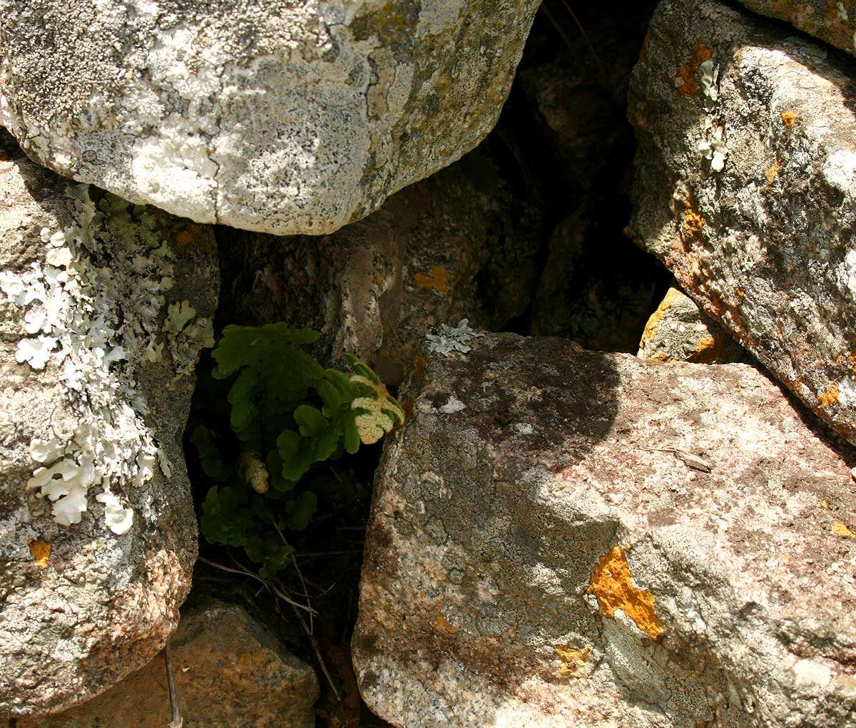 Image of Asplenium phillipsianum (Kümmerle) Bir