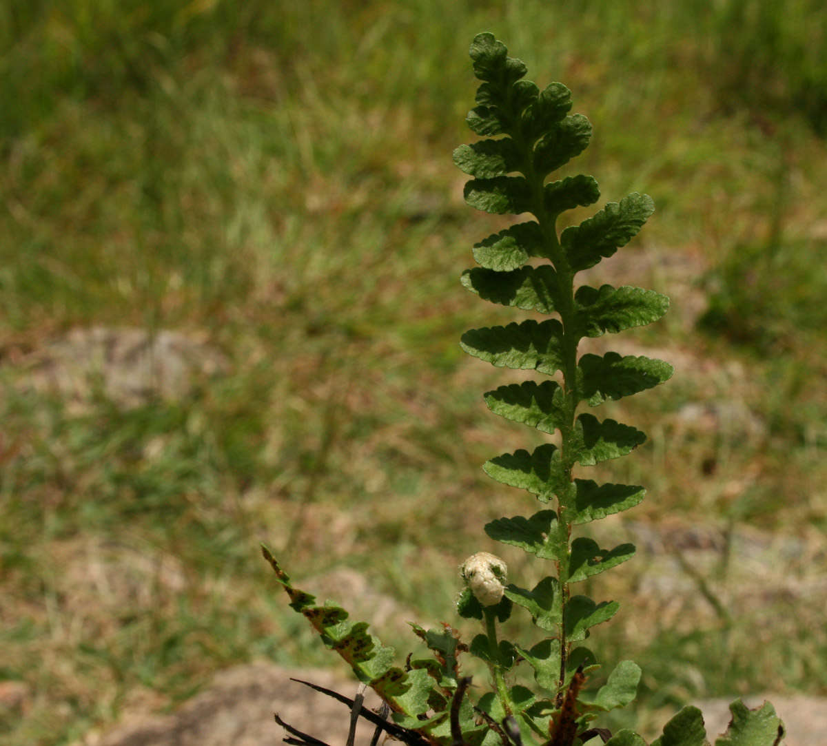 Image of Asplenium phillipsianum (Kümmerle) Bir