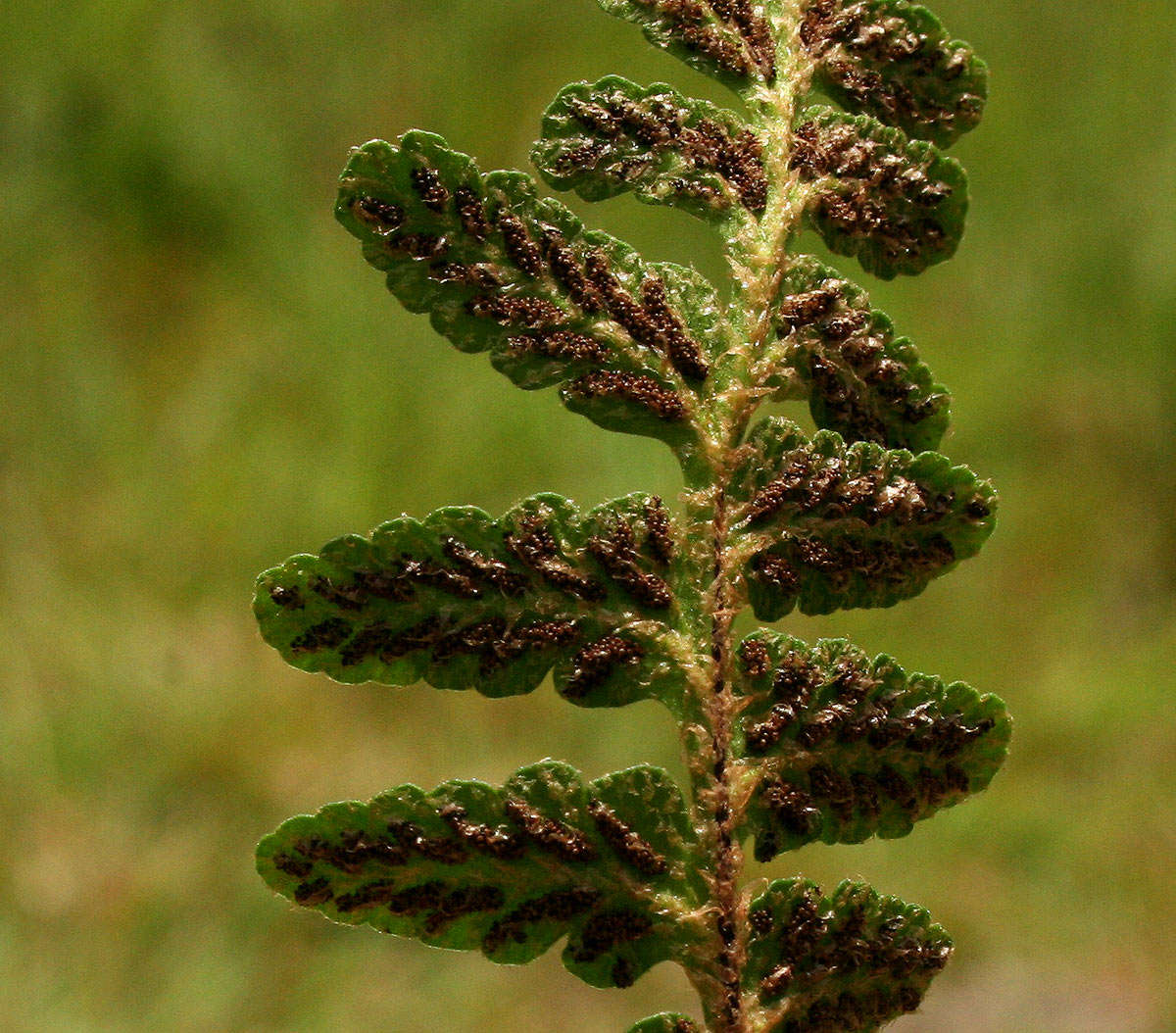 Plancia ëd Asplenium phillipsianum (Kümmerle) Bir