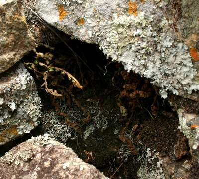 Image of Asplenium phillipsianum (Kümmerle) Bir