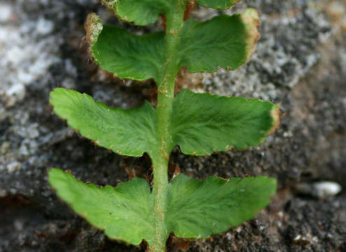 Image of Asplenium phillipsianum (Kümmerle) Bir