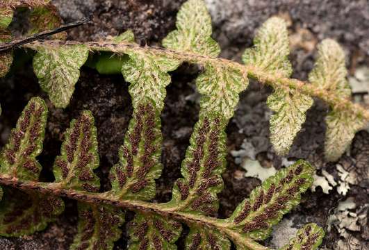 Image of Asplenium phillipsianum (Kümmerle) Bir