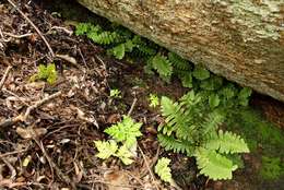 Image of Asplenium phillipsianum (Kümmerle) Bir