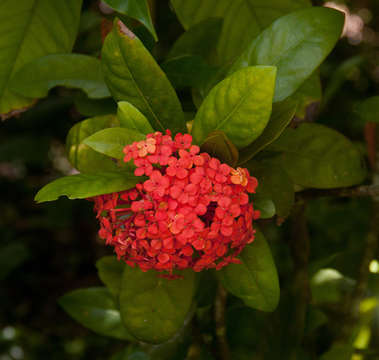 Image of ixora