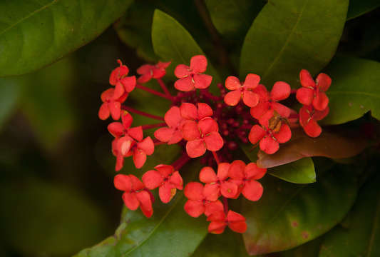 Image of ixora