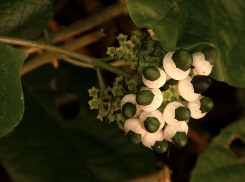 Image of Clerodendrum schweinfurthii Gürke