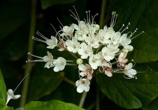 Plancia ëd Clerodendrum schweinfurthii Gürke